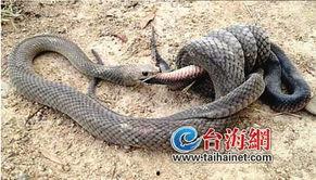 人蛇吃瓜,一场别开生面的乡村盛宴