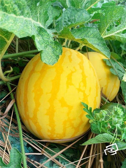 南海吃瓜,吃瓜群众视角下的海洋争端