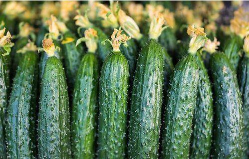 弯瓜怎么吃,探索美味与营养的完美结合