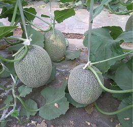 日本怎么吃哈密瓜,哈密瓜的独特食用方式