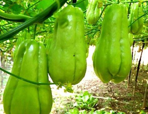 30岁以上吃瓜,揭秘30岁以上人群的娱乐生活