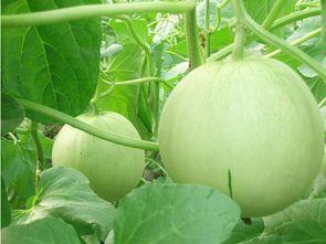 梦见和朋友瓜地里吃瓜,一场梦境中的瓜地盛宴