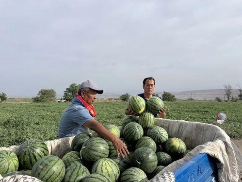 伊犁的吃瓜消息,揭秘新疆伊犁的美食传奇