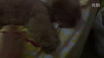 吃瓜受伤的视频,视频曝光引发网友热议