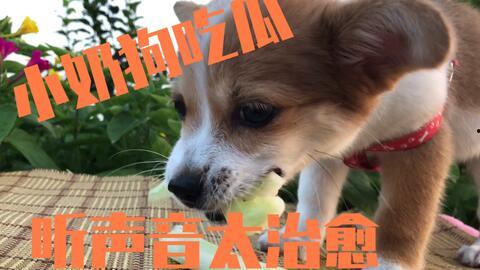 吃瓜被打的狗狗,引发网友热议