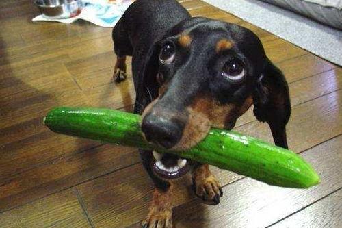 吃瓜被打的狗狗,引发网友热议