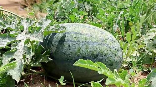 梦中人吃瓜,瓜田里的神秘食客