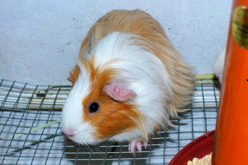 荷兰猪 和平精英 吃瓜,吃瓜群众眼中的电竞萌宠