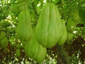 佛手瓜动物可以吃,动物眼中的美味佳肴