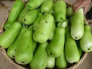 吃葫芦瓜的花,自然界的艺术与生命的赞歌