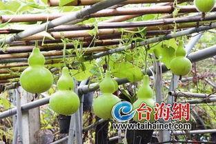 吃葫芦瓜的花,自然界的艺术与生命的赞歌