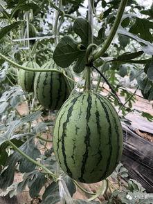 黑网网红吃瓜,揭秘娱乐圈幕后真相