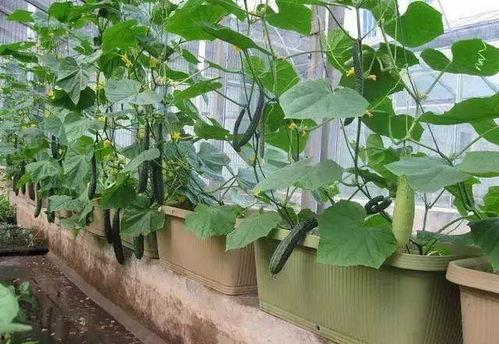 躲在阳台吃瓜,揭秘隐秘的夏日休闲时光