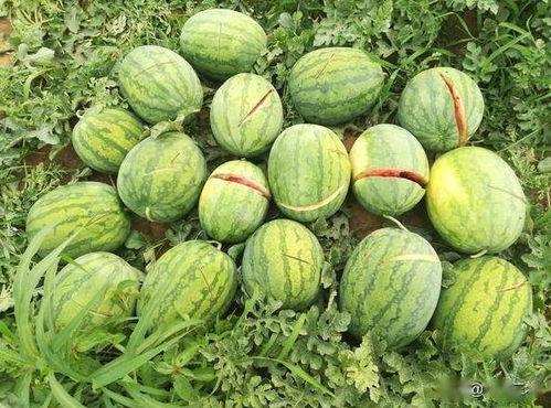 全家吃瓜摆烂小说,一部现代家庭生活的欢乐喜剧