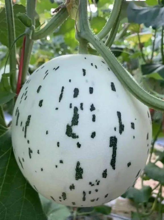 没有吃瓜怎么办,如何度过清凉一夏？