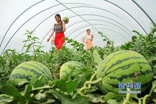 河南吃瓜顺口溜,顺口溜中的地方风情