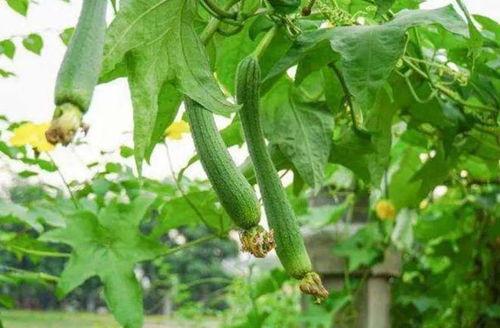 中伏吃五瓜,五瓜相伴，清凉一夏