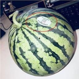 热门网红吃瓜,娱乐圈幕后真相曝光