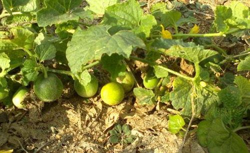 梦见自己在小瓜地里吃瓜,瓜地里的甜蜜诱惑