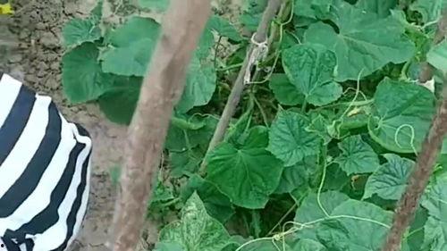 梦见自己在小瓜地里吃瓜,瓜地里的甜蜜诱惑