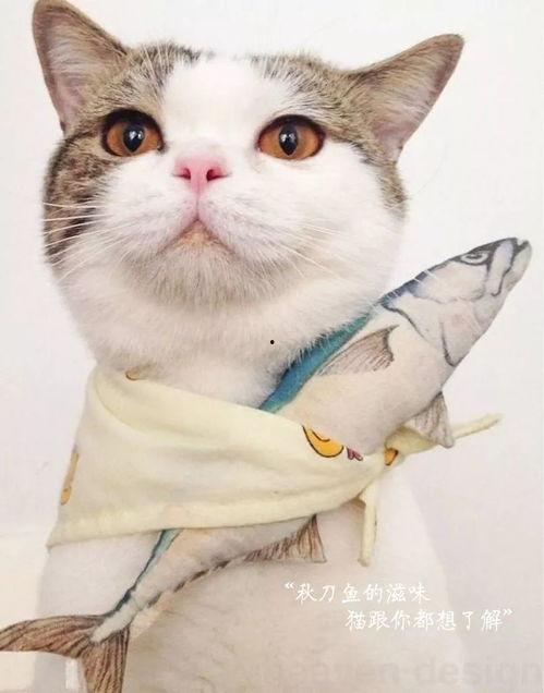 猫六金吃瓜