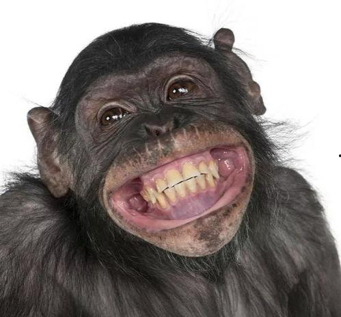 吃瓜变猩猩视频,揭秘神奇视频背后的科学奥秘