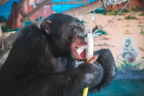 吃瓜变猩猩视频,揭秘神奇视频背后的科学奥秘