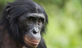 吃瓜变猩猩视频,揭秘神奇视频背后的科学奥秘