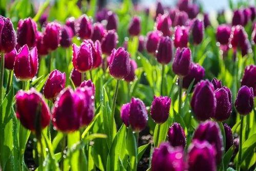 青秀山吃瓜,消暑解馋的绿色之旅