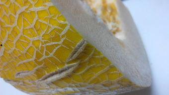 哈密瓜坏了可以吃,探索坏哈密瓜的食用奥秘