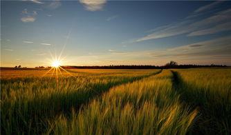 麦田公益吃瓜,一场别开生面的公益活动