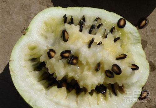 啥时候都吃籽瓜,籽瓜美食之旅