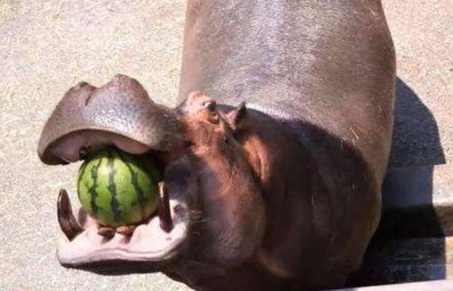 河马吃瓜声音,揭秘动物界的独特饮食交响曲