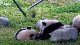 我给宿敌揣崽崽吃瓜,揣崽崽吃瓜背后的惊人真相！