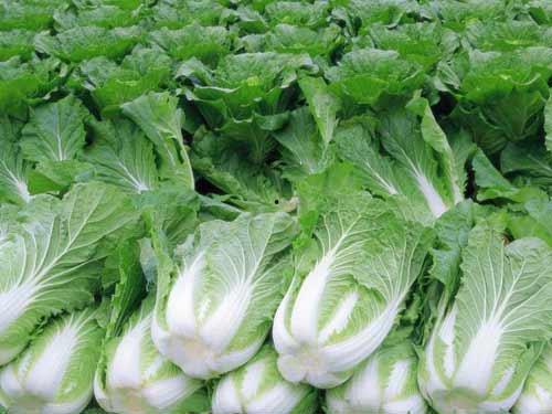 老瓜吃白菜,白菜的别样风味