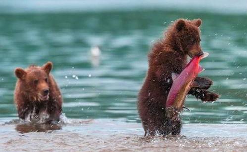 吃瓜小熊奔现,一场意外的网红奇遇记