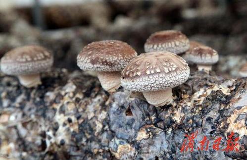 瓜瓜茵吃瓜,揭秘瓜类美食的诱惑与营养