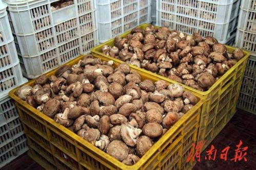 瓜瓜茵吃瓜,揭秘瓜类美食的诱惑与营养