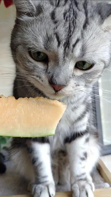 猫咪吃黄皮瓜,揭秘黄皮瓜的独特魅力