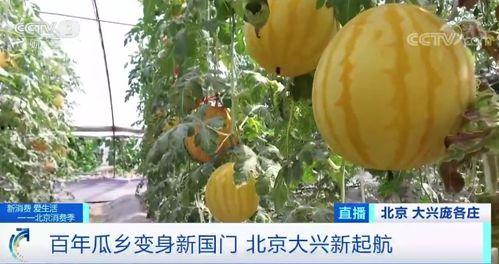 回家吃瓜的照片,揭秘夏日家庭欢乐时光