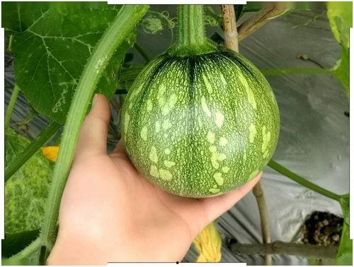 老六吃小瓜,一场舌尖上的美食之旅