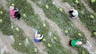 花果山吃瓜群众,揭秘猴山风云背后的八卦传闻