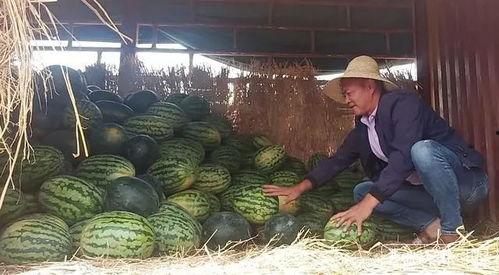 花果山吃瓜群众,揭秘猴山风云背后的八卦传闻