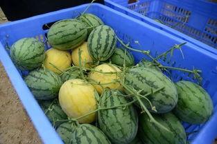 复旦吃瓜群,揭秘校园生活里的趣味瞬间