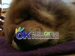 懒狗吃瓜,揭秘娱乐圈幕后故事