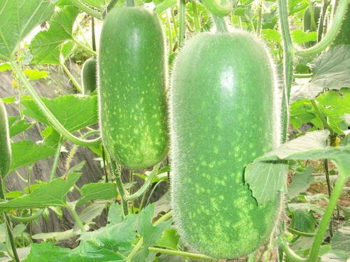 吃瓜宗门大瓜,一场惊心动魄的大瓜盛宴