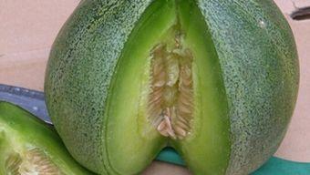 发烧绿宝瓜可以吃么,绿宝瓜能否安心食用？