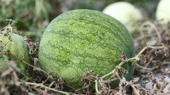 兰州大学吃瓜,揭秘校园生活趣味瞬间