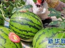 盛世东方曹县 吃瓜,盛世东方里的“吃瓜”风云