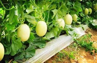 盛世东方曹县 吃瓜,盛世东方里的“吃瓜”风云